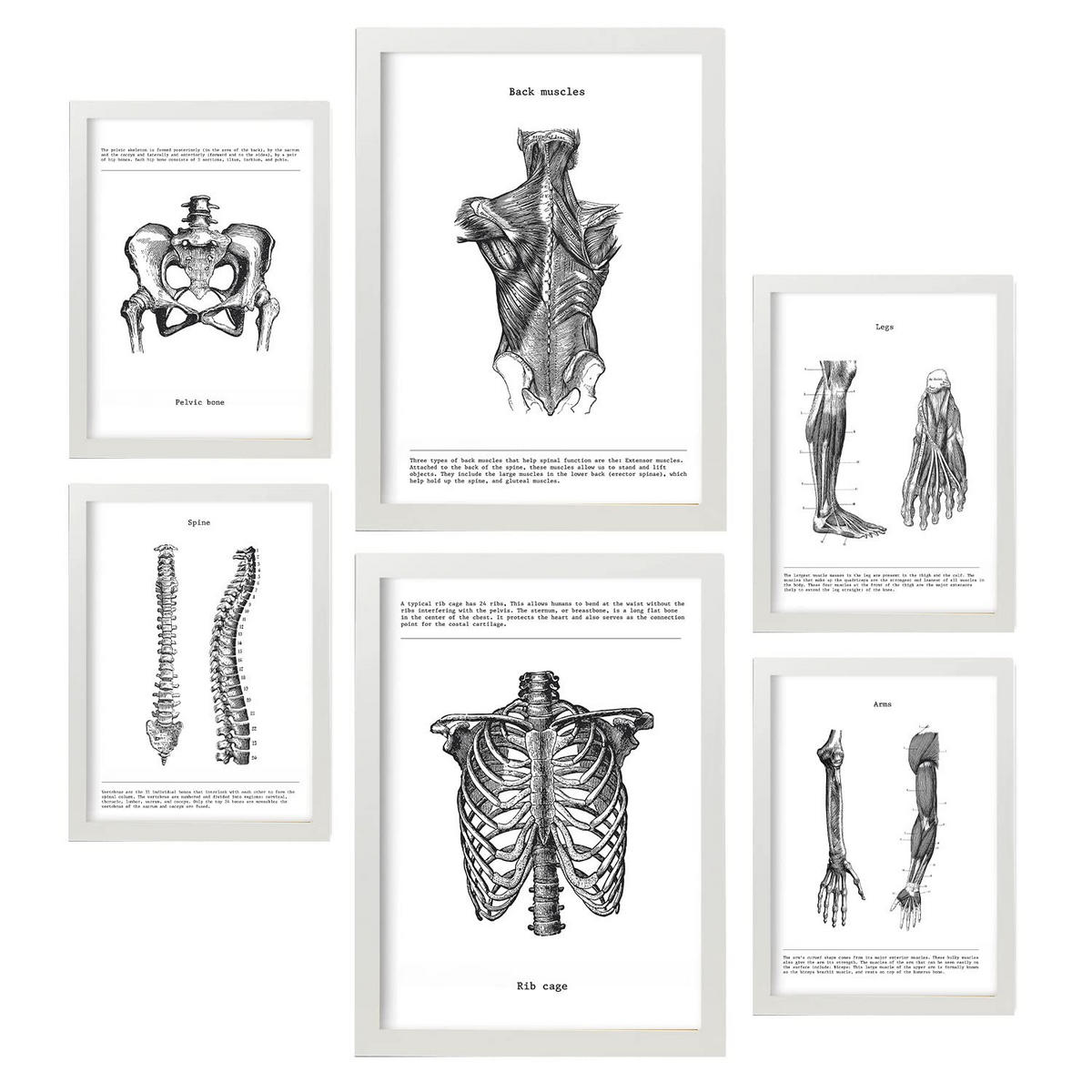 POSTER Set Mit 6 Anatomie Muskeln, Bein, Arm, Wirbelsäule, Becken A3 & A4 Schwarzer Rahmen - Schwarz, Papier (29/3cm) - Nacnic