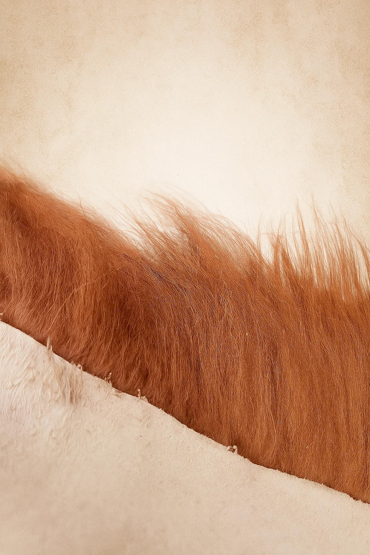 SCHAFFELL Island Kastanienbraun Langhaar 2. Wahl ca. 110 cm - Kastanienfarben/Rotbraun, Fell (60/110cm) - Provellus