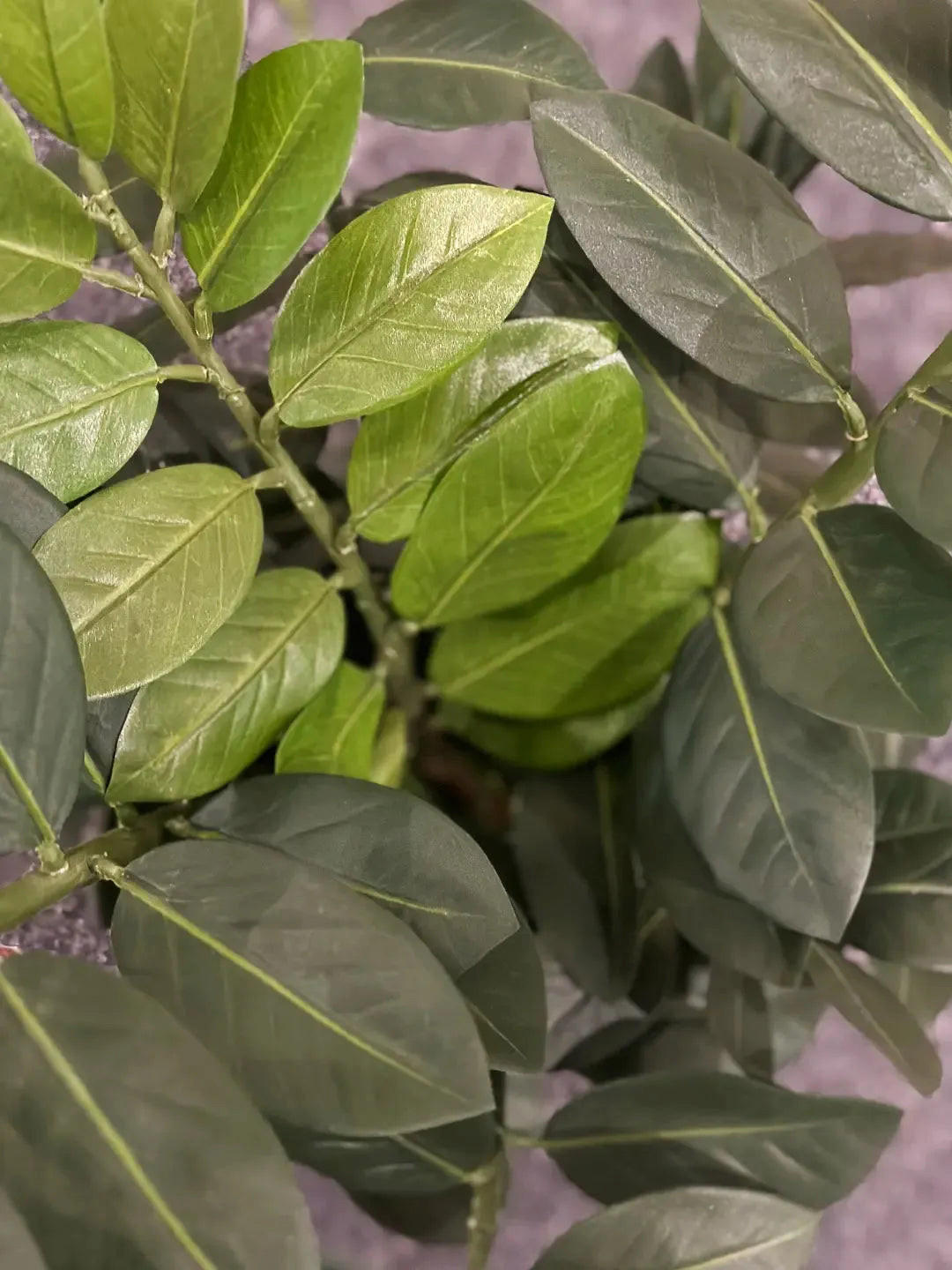 KUNSTPFLANZE Künstliche Zamioculcas - Svea 66 cm - Grün, Kunststoff (66cm) - aplanta