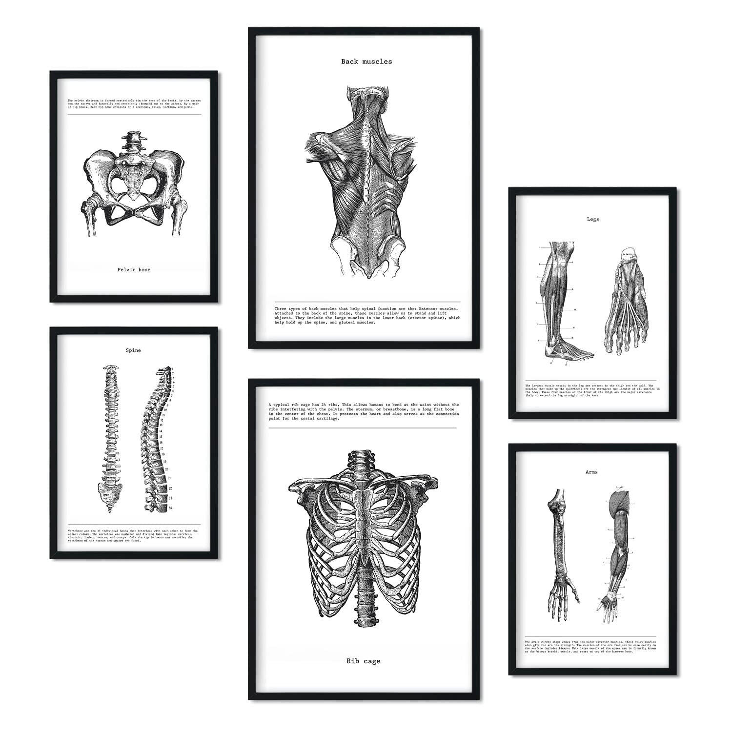 POSTER Set Mit 6 Anatomie Sammlung Von Platten Größe A3 und A4 Rahmenlos - Klar, Papier (29.7/1cm) - Nacnic
