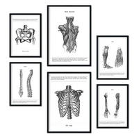 POSTER Set Mit 6 Anatomie Sammlung Von Platten Größe A3 und A4 Rahmenlos - Klar, Papier (29.7/1/42cm) - Nacnic