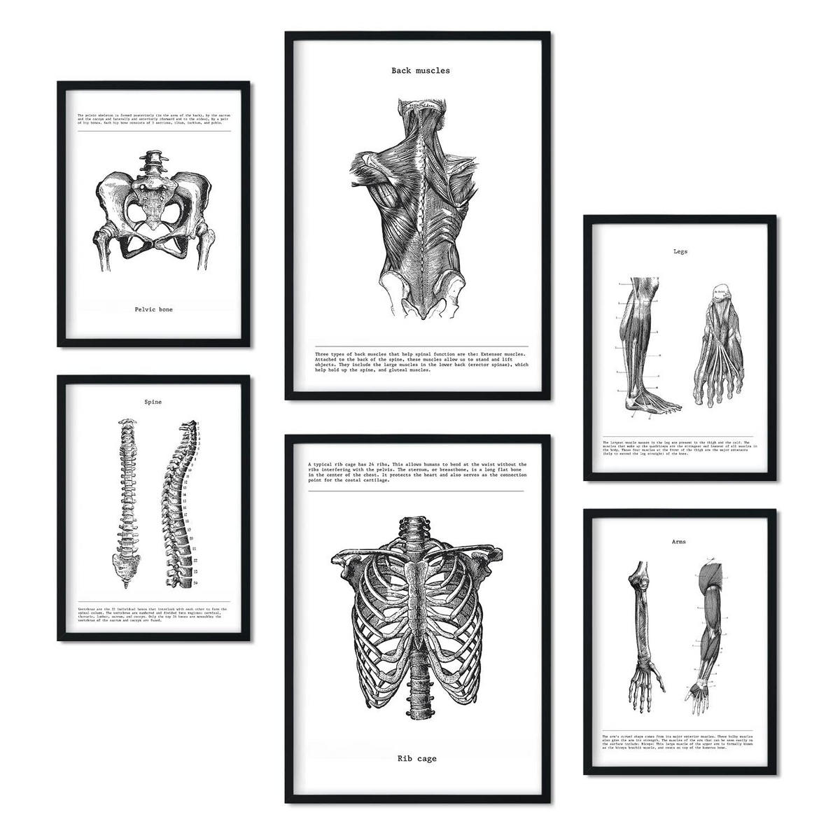 POSTER Set Mit 6 Anatomie Sammlung Von Platten Größe A3 und A4 Rahmenlos - Klar, Papier (29.7/1/42cm) - Nacnic