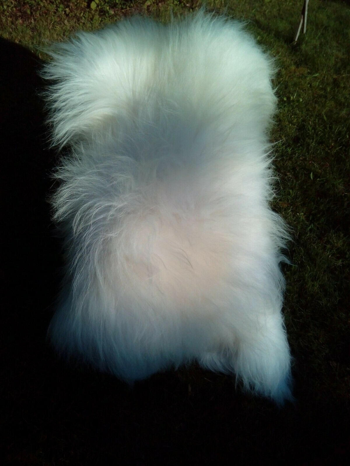 SCHAFFELL Ganzes Island Schaffell Weiß Natur, ca. 120 cm - Weiß, Fell (70/120cm) - Provellus