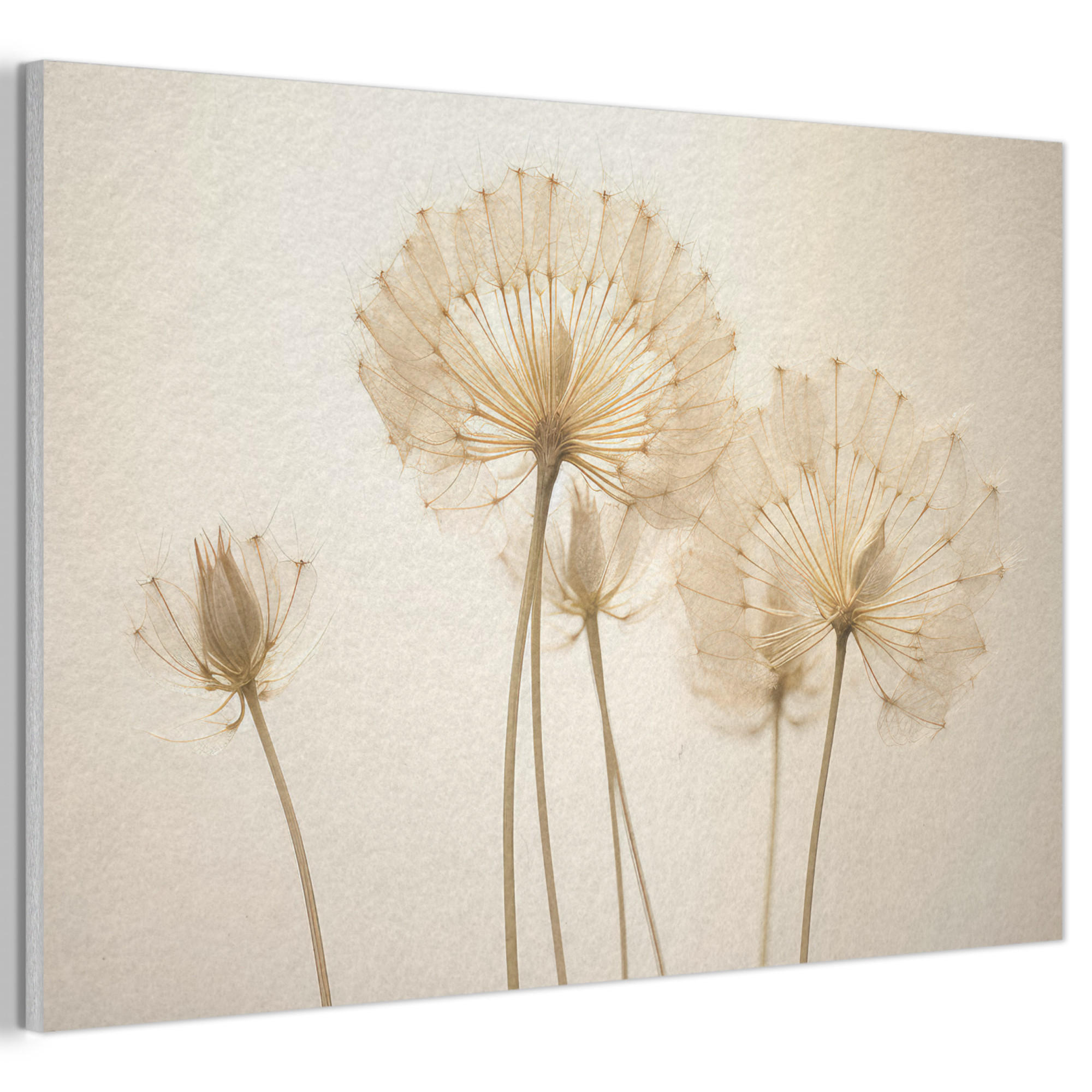 AKUSTIKBILD Sonnenlicht - Löwenzahn - Botanisch - Blumen Akustikpaneele 90x60 cm - Creme, Kunststoff (90/60/0.9cm) - MuchoWow