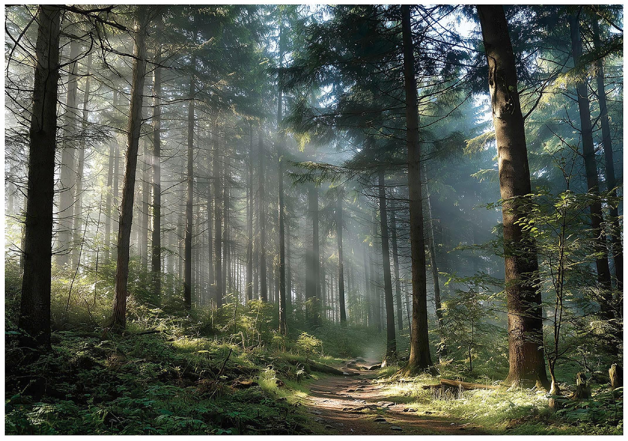 VLIESTAPETE Wald 3D Effekt Natur Schlafzimmer 250x175 - Multicolor, Papier (250/175cm) - Wallarena