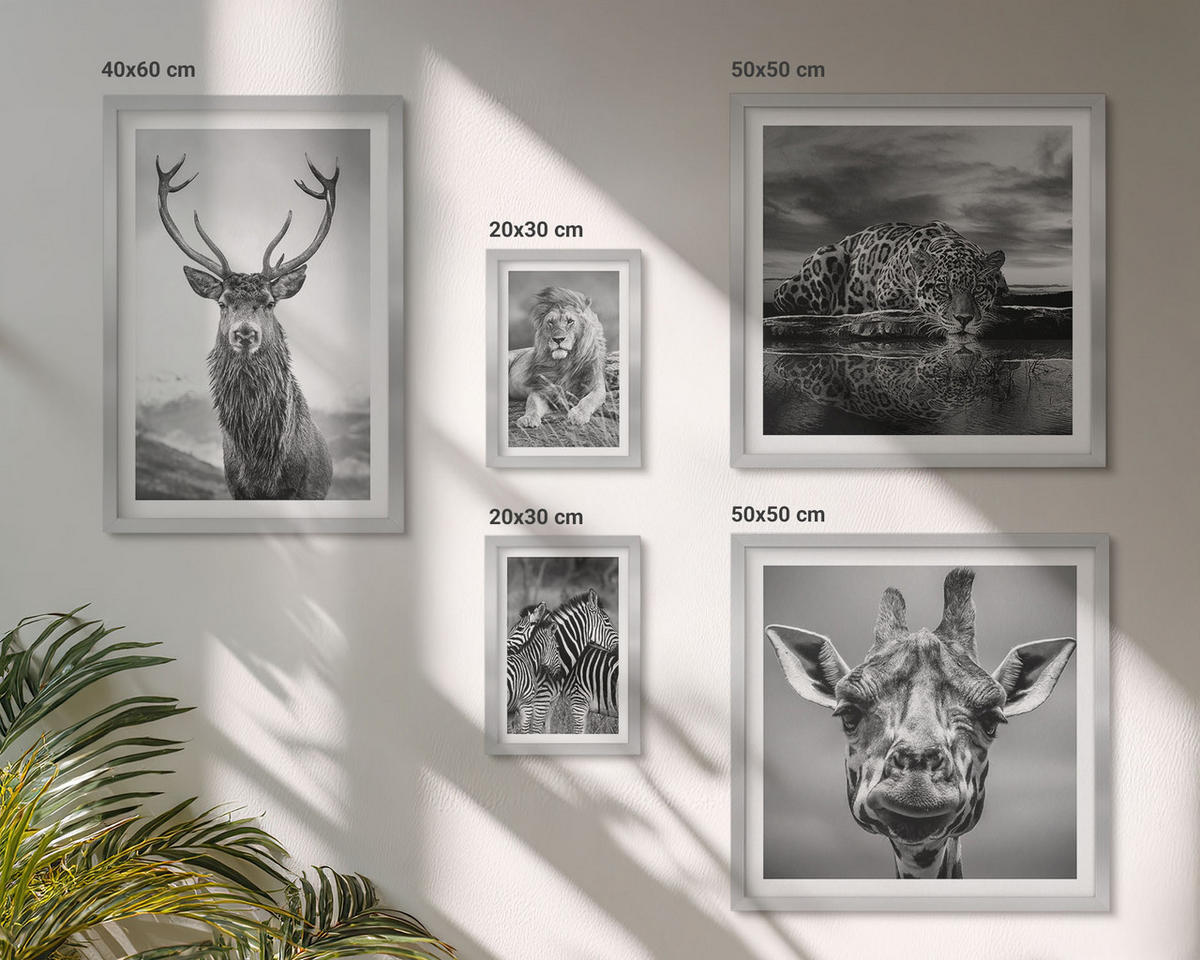 BILDER SET 5er Set - 50x50 cm & 20x30 cm & 40x60 cm Silberner Rahmen - Wildtiere Löwe Jaguar Giraffe Zebras - Silberfarben, Kunststoff (40/60cm) - TULUP