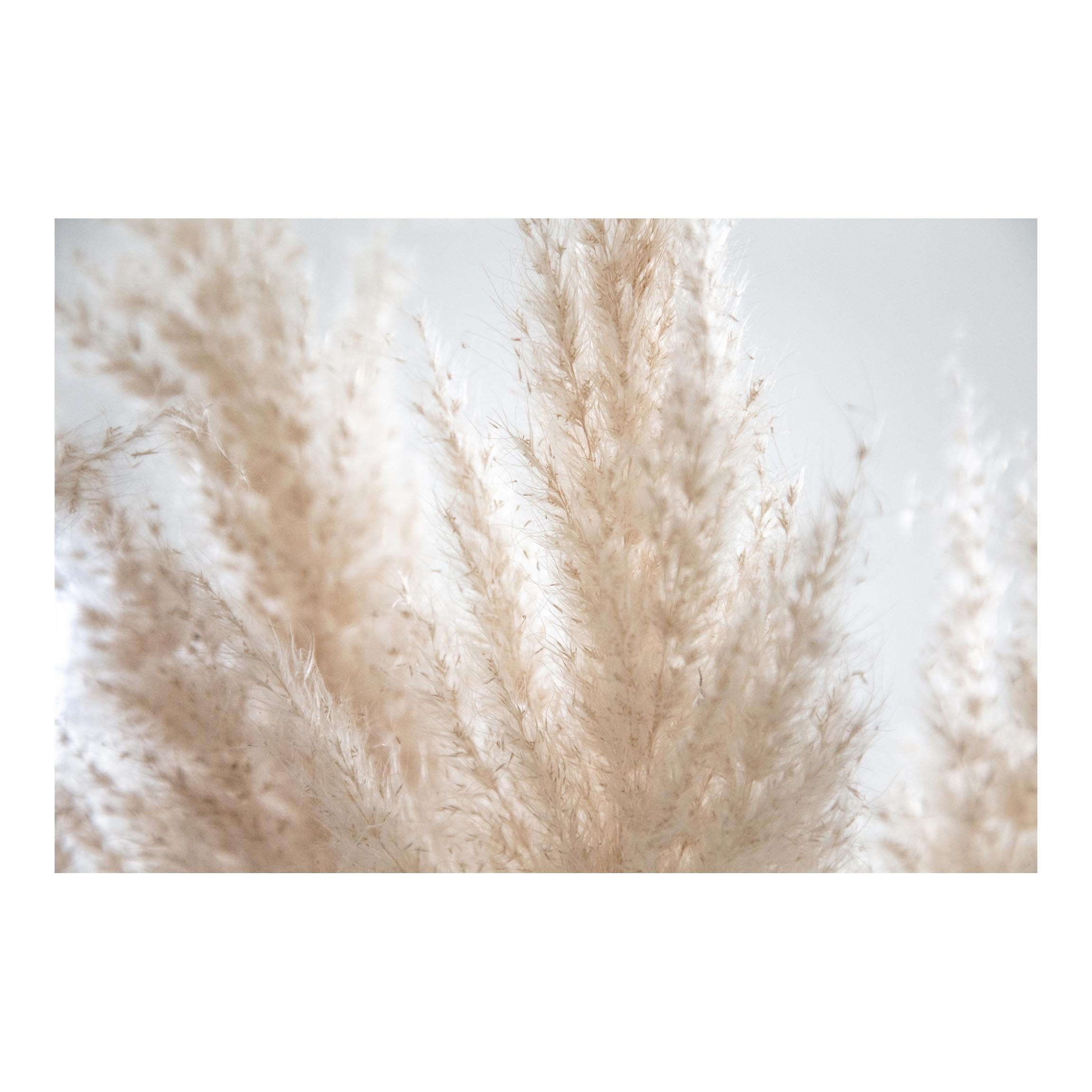 FOTOTAPETE Zartes Pampasgras Close Up 336/225 cm - Eichefarben, Papier (336/225cm) - Bilderwelten