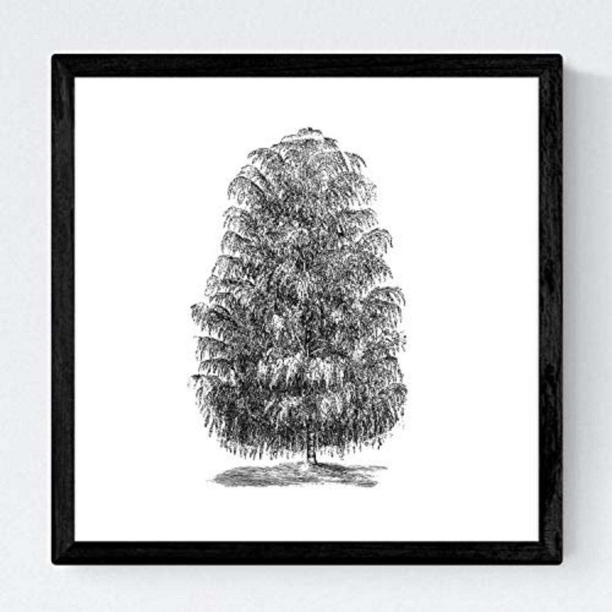 POSTER Set mit 4 Blättern der Baumstamm in halber weiß 30x30 cm Rahmenlos - Klar, Papier (30/3cm) - Nacnic