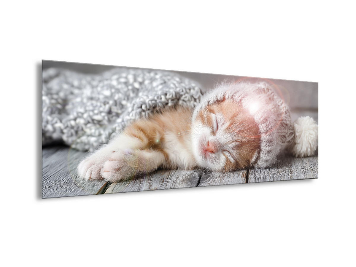 GLASBILD 30x80 cm Katze beige - Beige, Glas (80/30cm) - artissimo