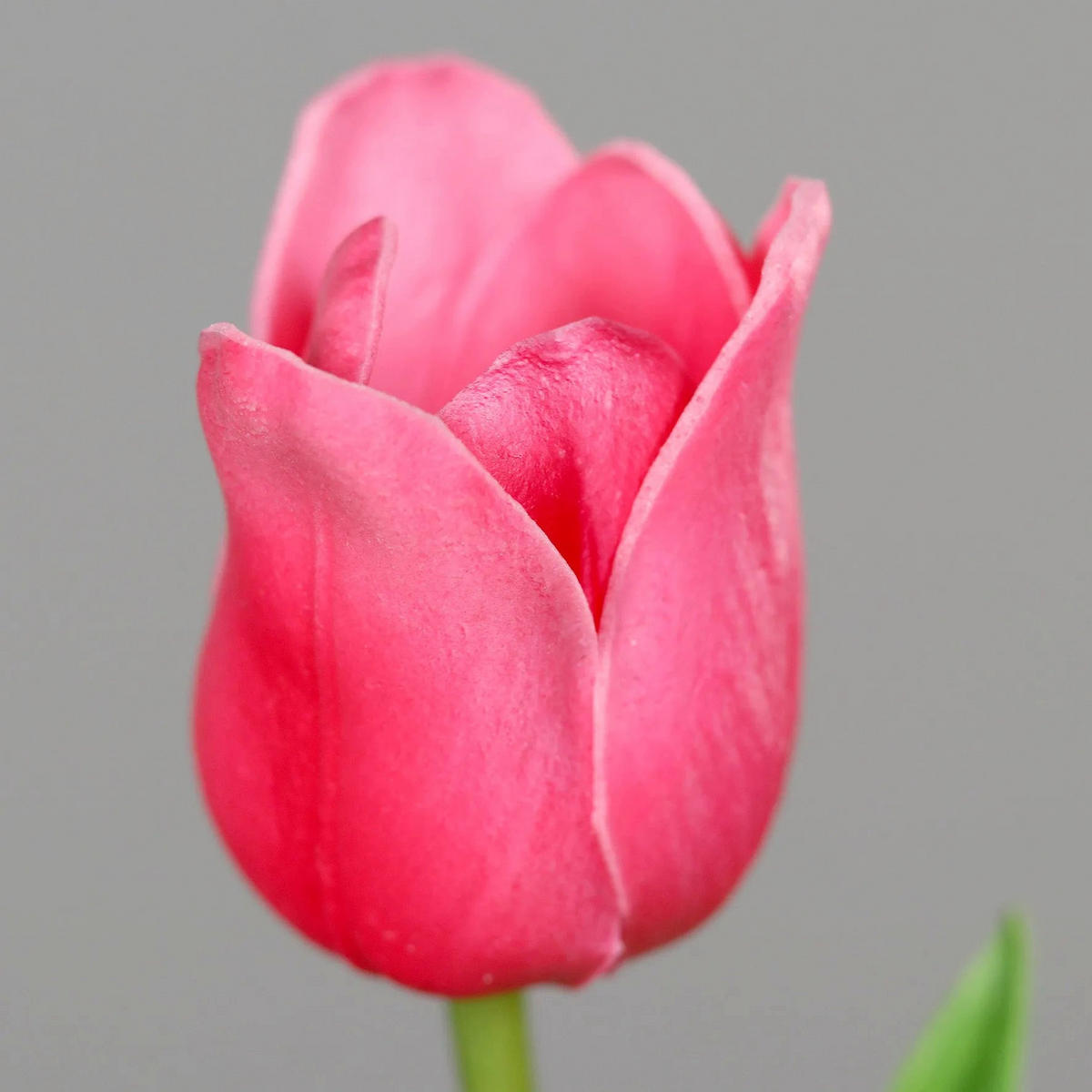 TULPE Künstliche Tulpe - Sam 60 cm - Pink, Kunststoff (60cm) - aplanta
