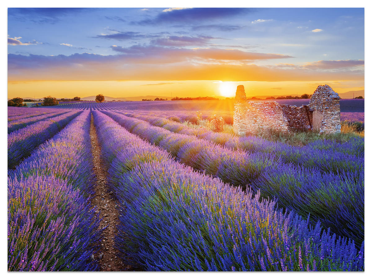 FOTOTAPETA Pre Obývaciu Izbu Levanduľové Pole Západ Slnka Fialová 250 x 175 cm - oranžová/zelená, papier (250/175cm) - Muralo