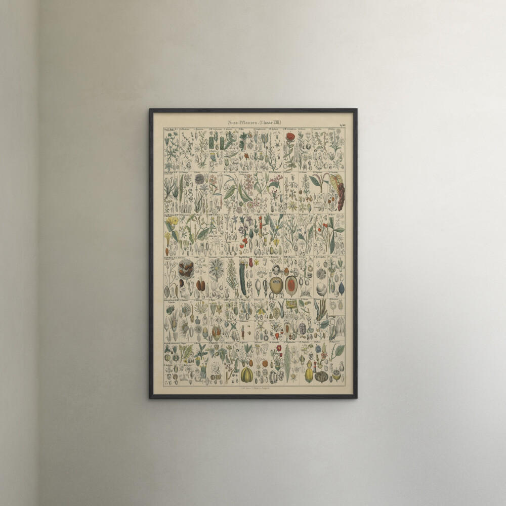 POSTER mit Rahmen Wild Apple - Flora Chart II - Schwarz/Grün, Holz/Papier (50/70cm) - Poster&Frame