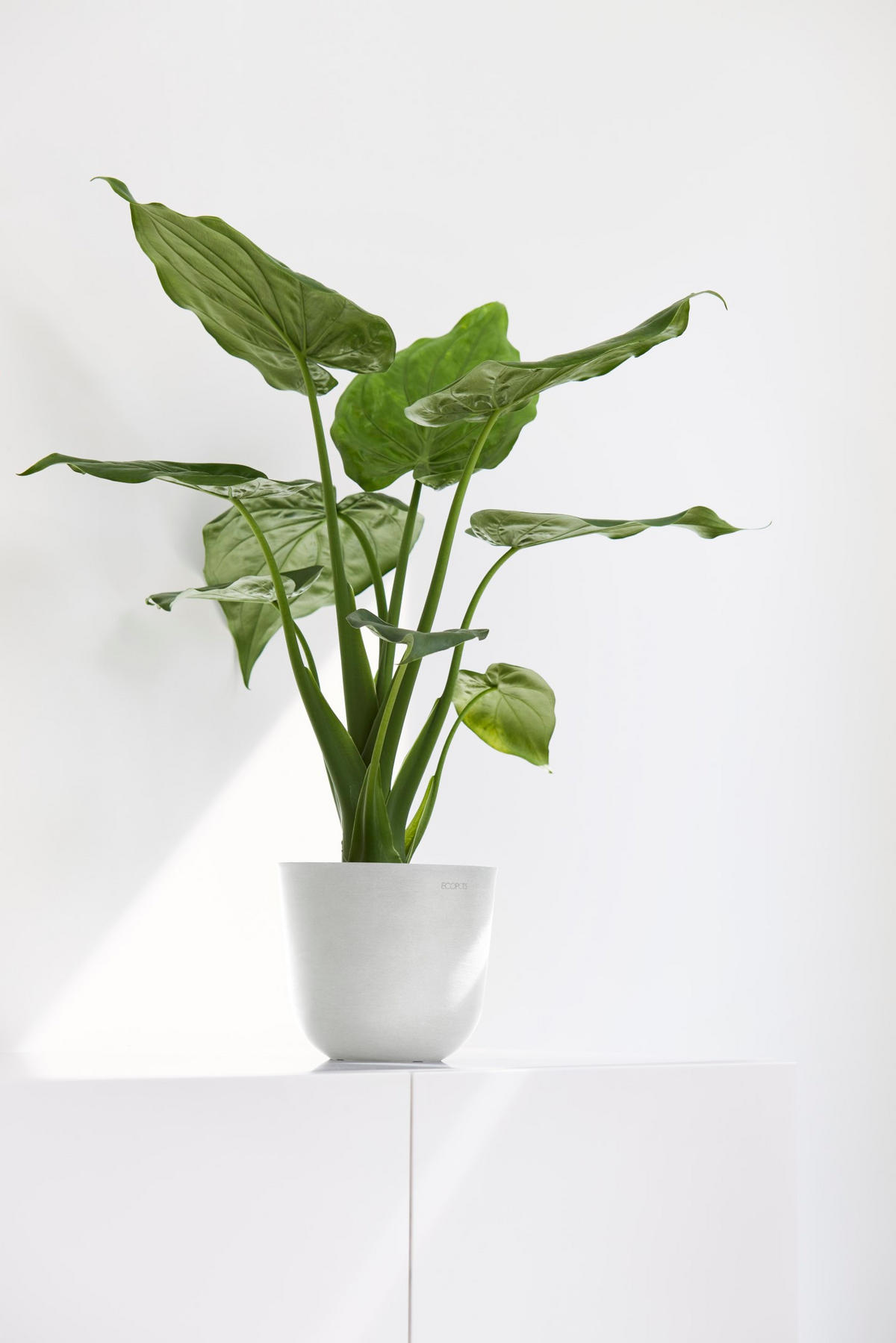 BLUMENTOPF Oslo Mini 16/13,7 cm Weiß - Weiß, Kunststoff (16/13.7cm) - Ecopots