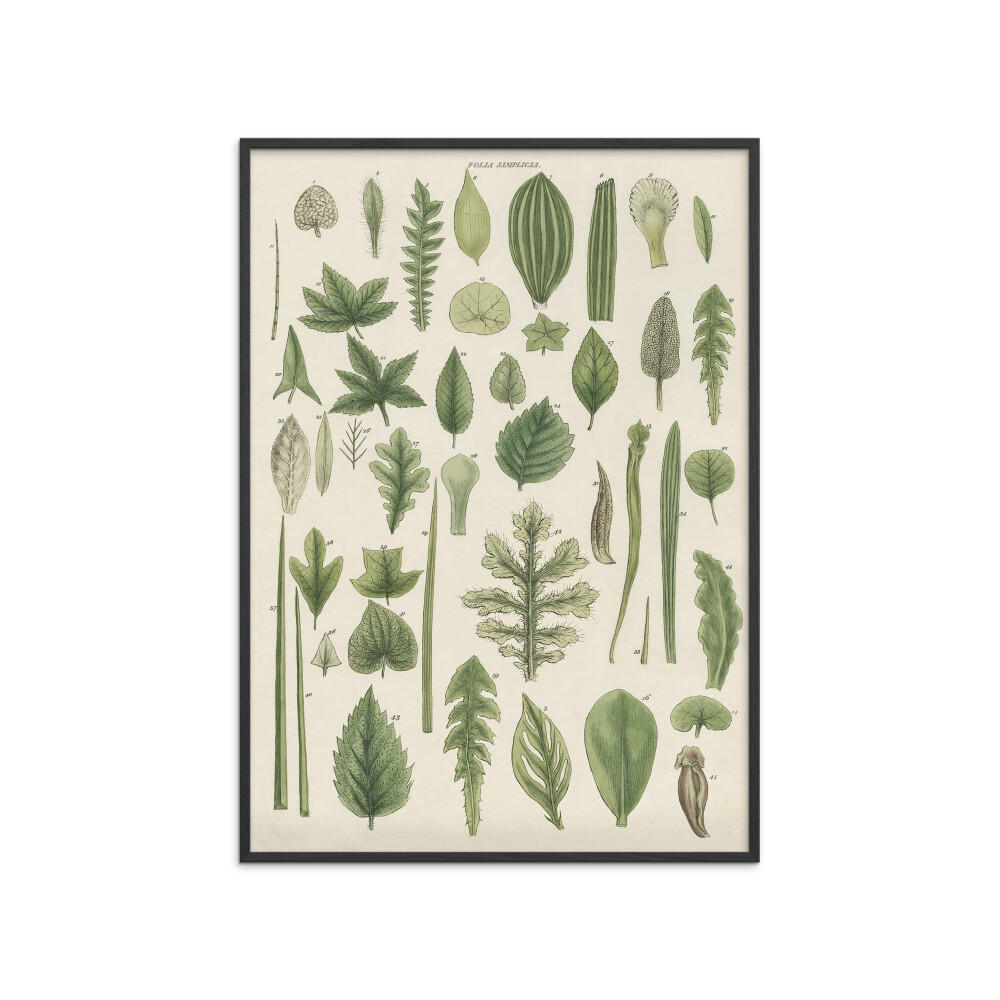 POSTER mit Rahmen Wild Apple - Assortment of Leaves II - Schwarz/Grün, Holz/Papier (30/40cm) - Poster&Frame