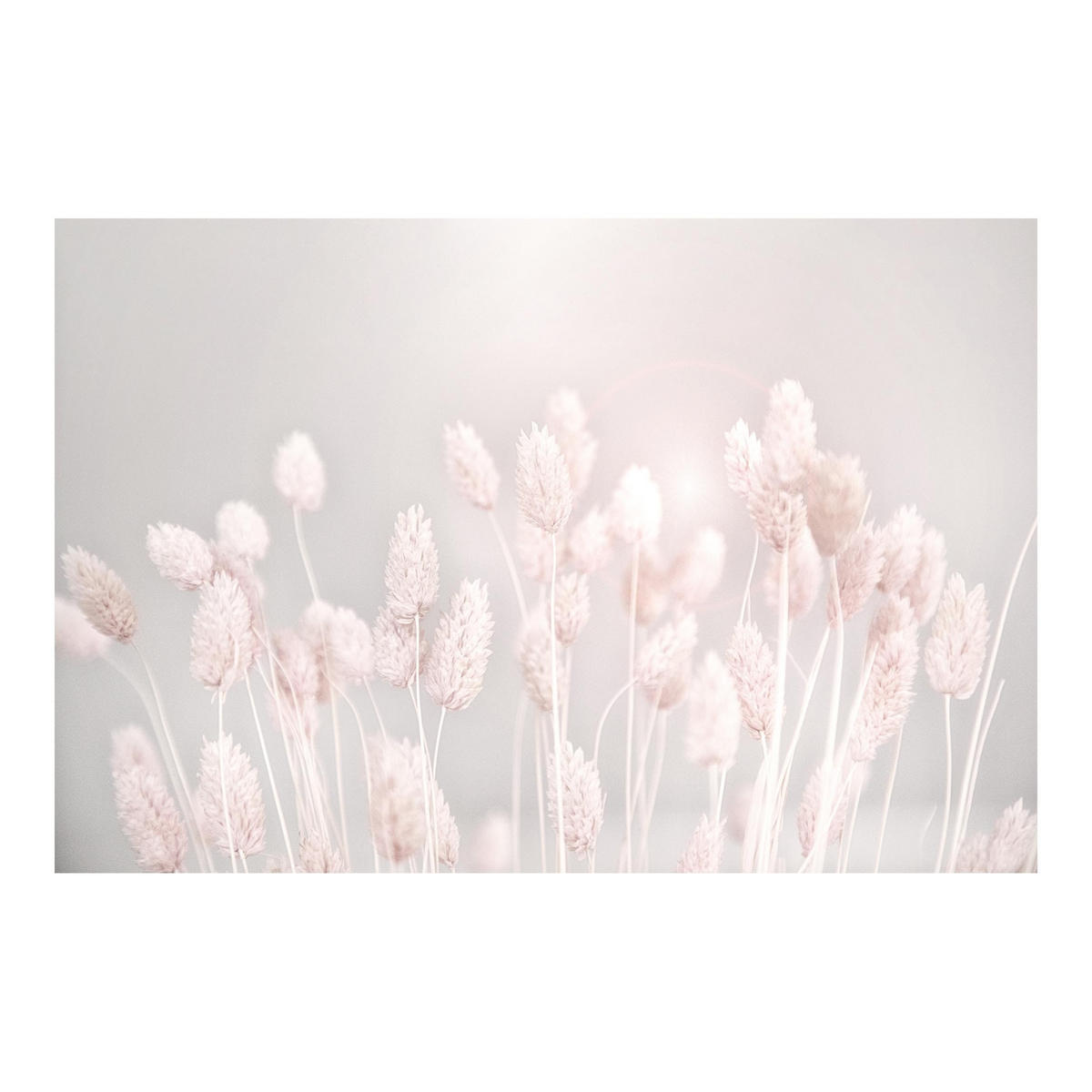 FOTOTAPETE Helles Gras im Sonnenlicht 288/190 cm - Eichefarben, Papier (288/190cm) - Bilderwelten