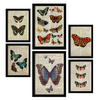POSTER Set Mit 6 Schmetterling Größe A3 & A4 Schwarzer Rahmen - Schwarz, Papier (29.7/1cm) - Nacnic