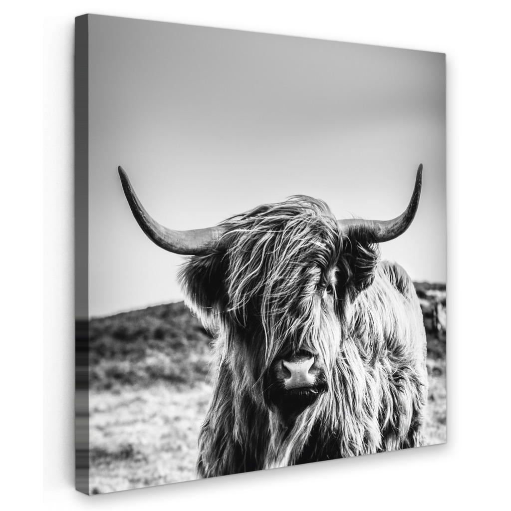 MuchoWow OBRAZ NA PLÁTNĚ Kráva - Skotský horal - Černá - Bílá - Zvíře - Příroda - Divoká zvěř 50x50 cm