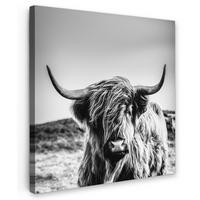 LEINWANDBILD Kuh - Schottischer Hochländer - Schwarz - Weiß - Tier - Natur - Wildtiere 50x50 cm - Schwarz, Textil (50/50cm) - MuchoWow