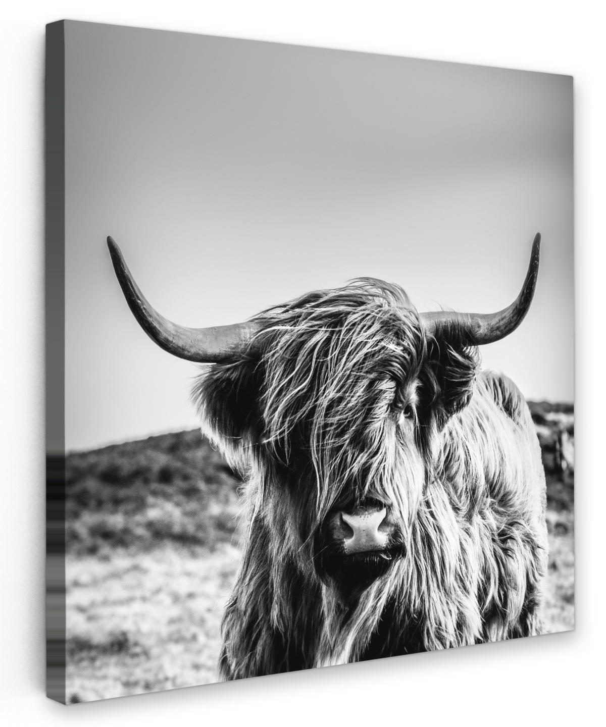 LEINWANDBILD Kuh - Schottischer Hochländer - Schwarz - Weiß - Tier - Natur - Wildtiere 50x50 cm - Schwarz, Textil (50/50cm) - MuchoWow