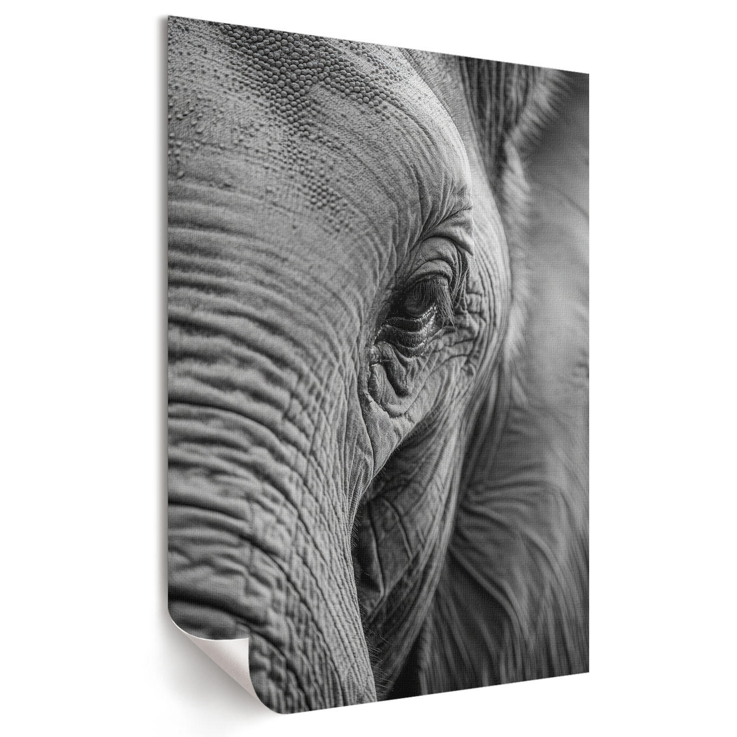 POSTER - 42x59 cm - Visual Echo - Elefantenblick - Schwarz, Textil (42/59/0.1cm) - TULUP