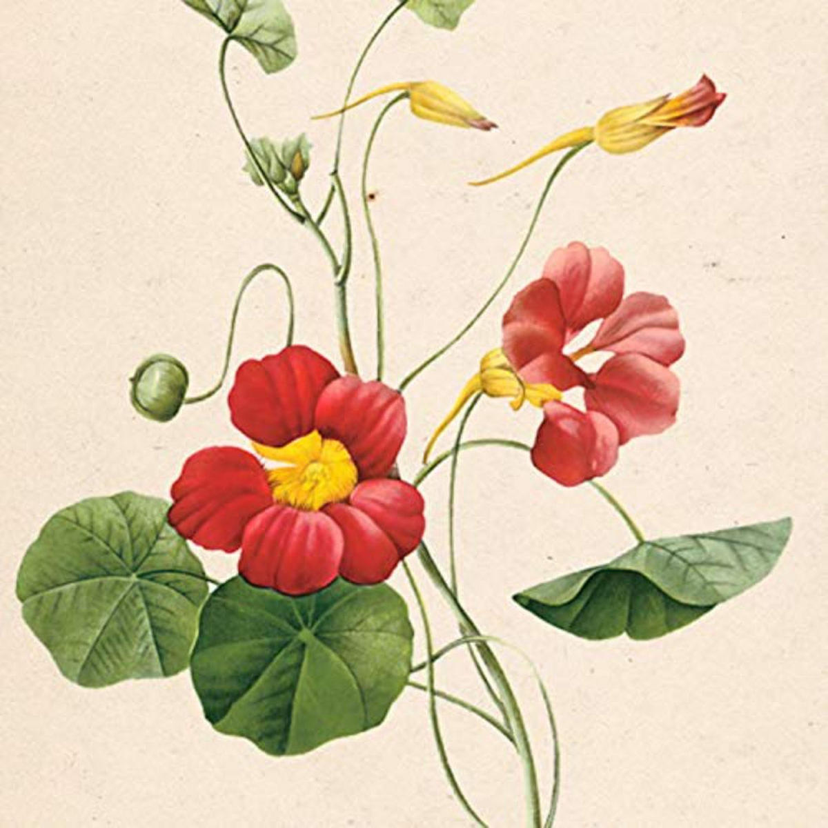 POSTER Set mit 4 Botanischen Stils Sensitive A3 Rahmenlos - Klar, Papier (29.7/3cm) - Nacnic