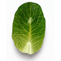 SERVIERPLATTE Aria Fresh Grün 15x25xh4 cm Glas - Grün, Glas (25/4/15cm) - Mondex