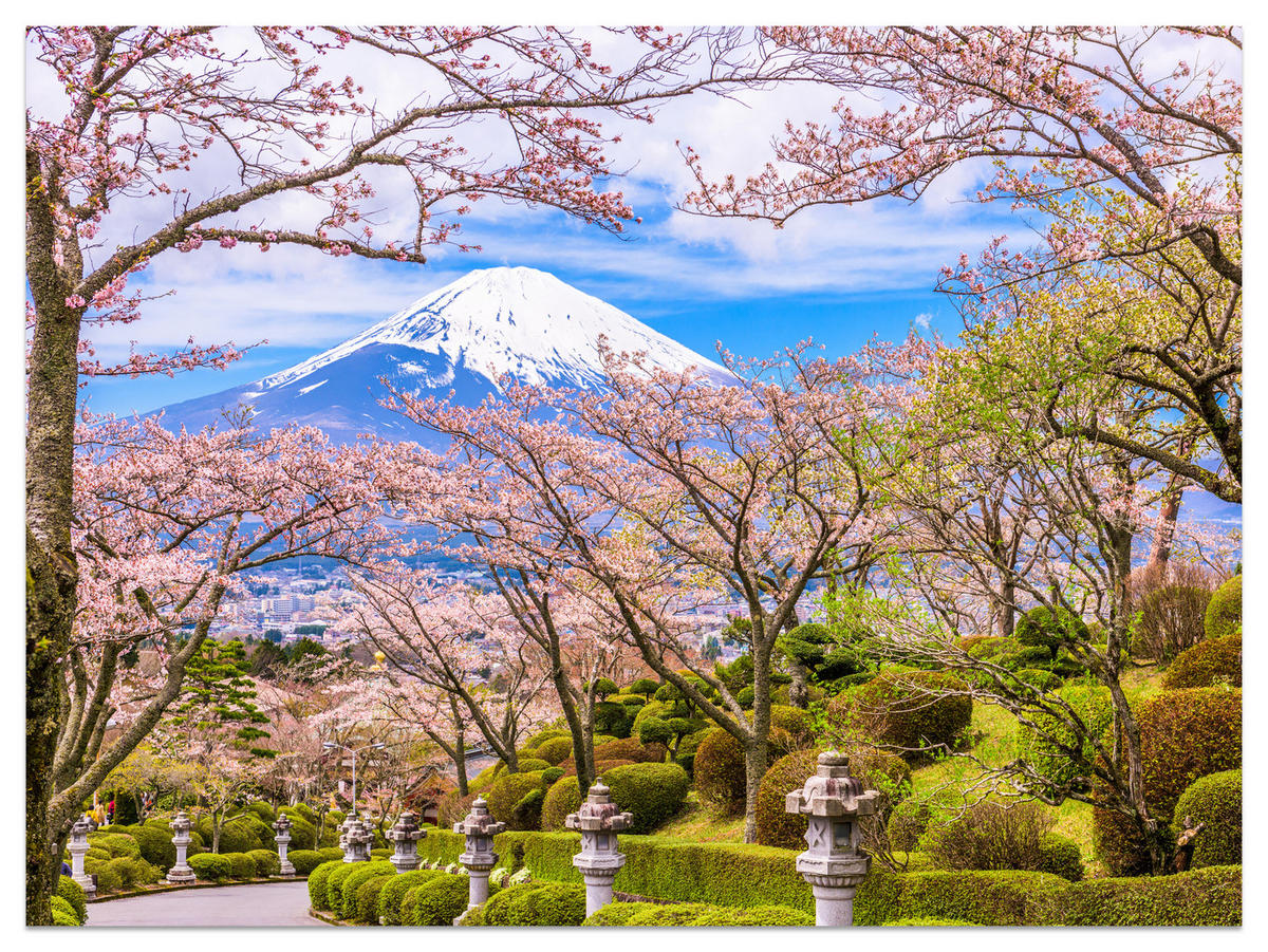 FOTOTAPETE für Wohnzimmer Peace Park Fuji View Kirschblüten 150x105 - Rosa/Braun, Papier (150/105cm) - Muralo