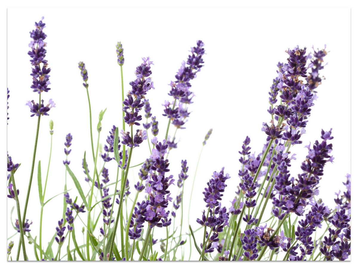 FOTOTAPETE für Küche Lavendelblüten Weißer Hintergrund 300x210 - Violett/Lila, Papier (300/210cm) - Muralo