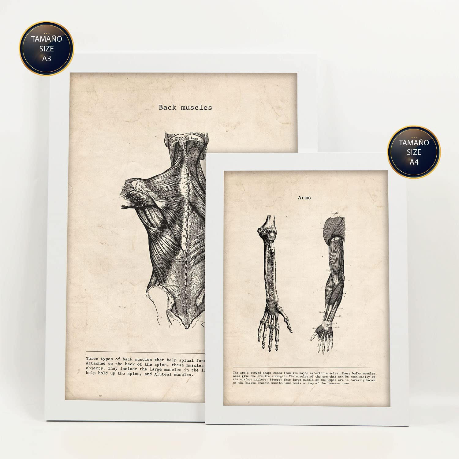POSTER Set Mit 6 Gliedmaßen & Gehirn Medizinische Illustrationen Im Vintage Stil Von Anatomie, Körperteilen, Knochen & Muskeln A3 & A4 Weißer Rahmen - Weiß, Papier (29/3cm) - Nacnic
