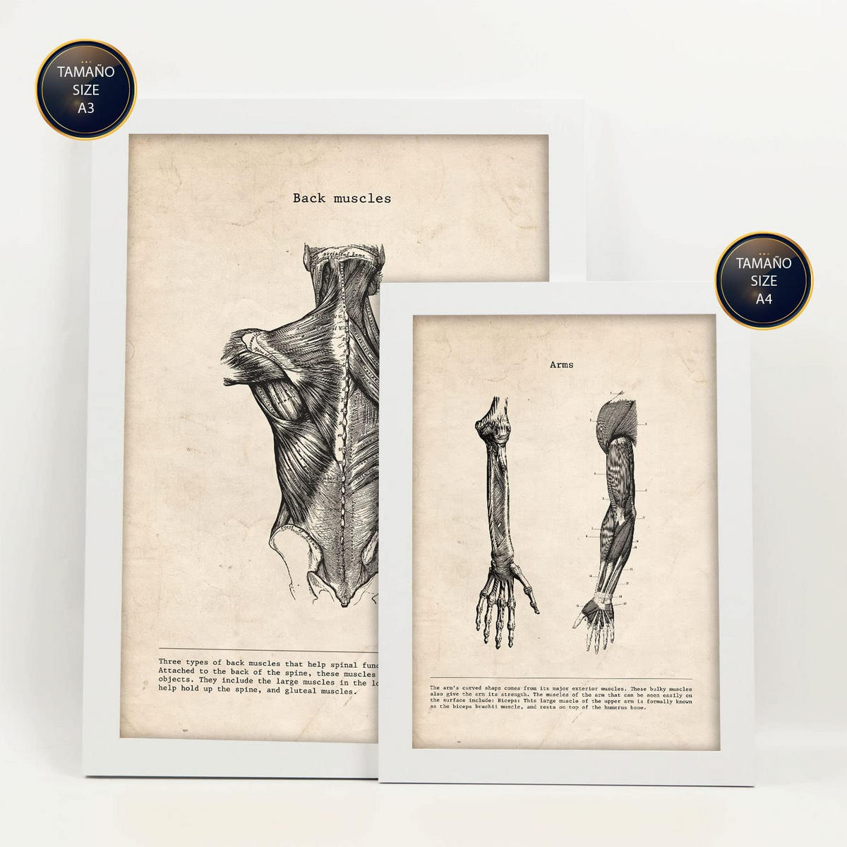 POSTER Set Mit 6 Anatomie Gehirn, Skelett, Muskeln und menschliche Gliedmaßen Größe A3 & A4 Weißer Rahmen - Weiß, Papier (29.7/1cm) - Nacnic