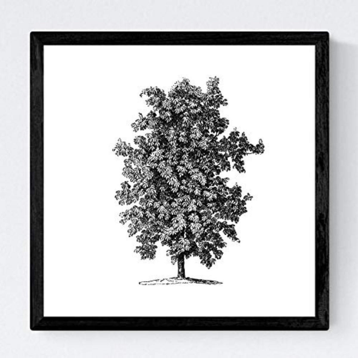 POSTER Set mit 4 Blättern der Bäume ohne und mit Blatt, weiß 20x20cm Rahmenlos - Klar, Papier (20/3cm) - Nacnic