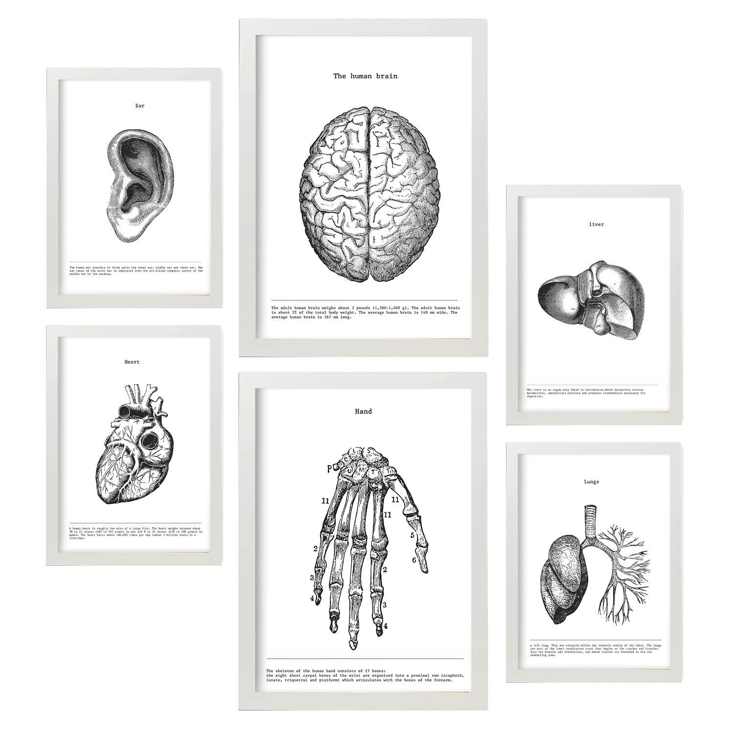 POSTER Set Mit 6 Belies Sammlung A3 & A4 Weißer Rahmen - Weiß, Papier (29/3cm) - Nacnic