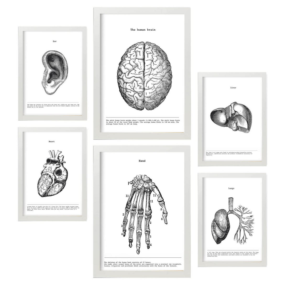 POSTER Set Mit 6 Belies Sammlung A3 & A4 Weißer Rahmen - Weiß, Papier (29/3cm) - Nacnic