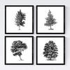 POSTER Set mit 4 Blättern der Bäume struktur 30x30 cm Rahmenlos - Klar, Papier (30/3cm) - Nacnic