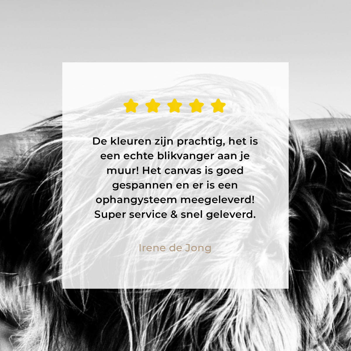 OBRAZ NA PLÁTNĚ Kráva - Skotský horal - Černá - Bílá - Zvíře - Příroda - Divoká zvěř 90x90 cm - černá, textil (90/90cm) - MuchoWow