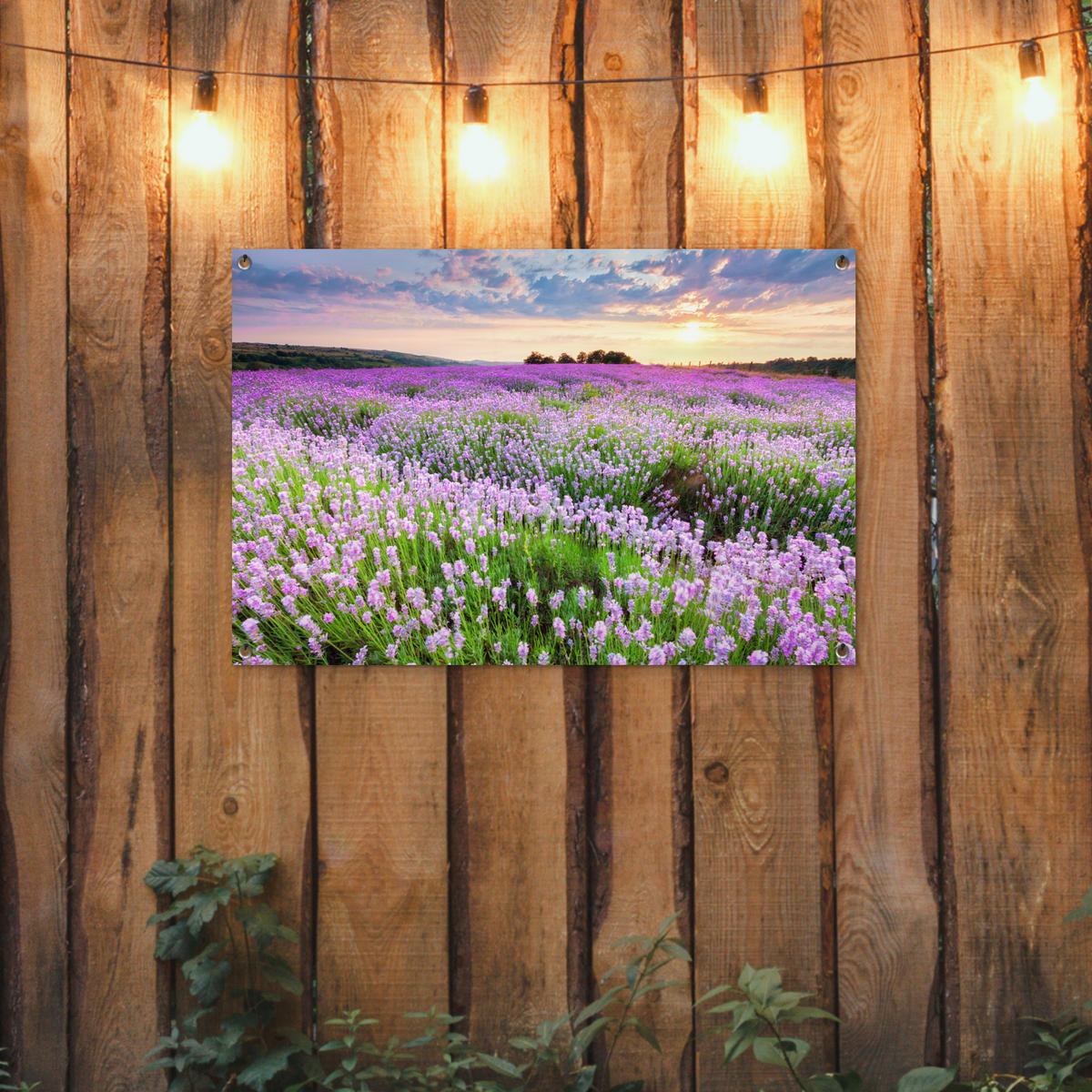 ZAHRADNÍ PLAKÁT Květiny - Levandule - Fialová - Obloha - Západ slunce - Louka - Příroda 90x60 cm - šeříková, plast (90/60/0.2cm) - OnlyWow