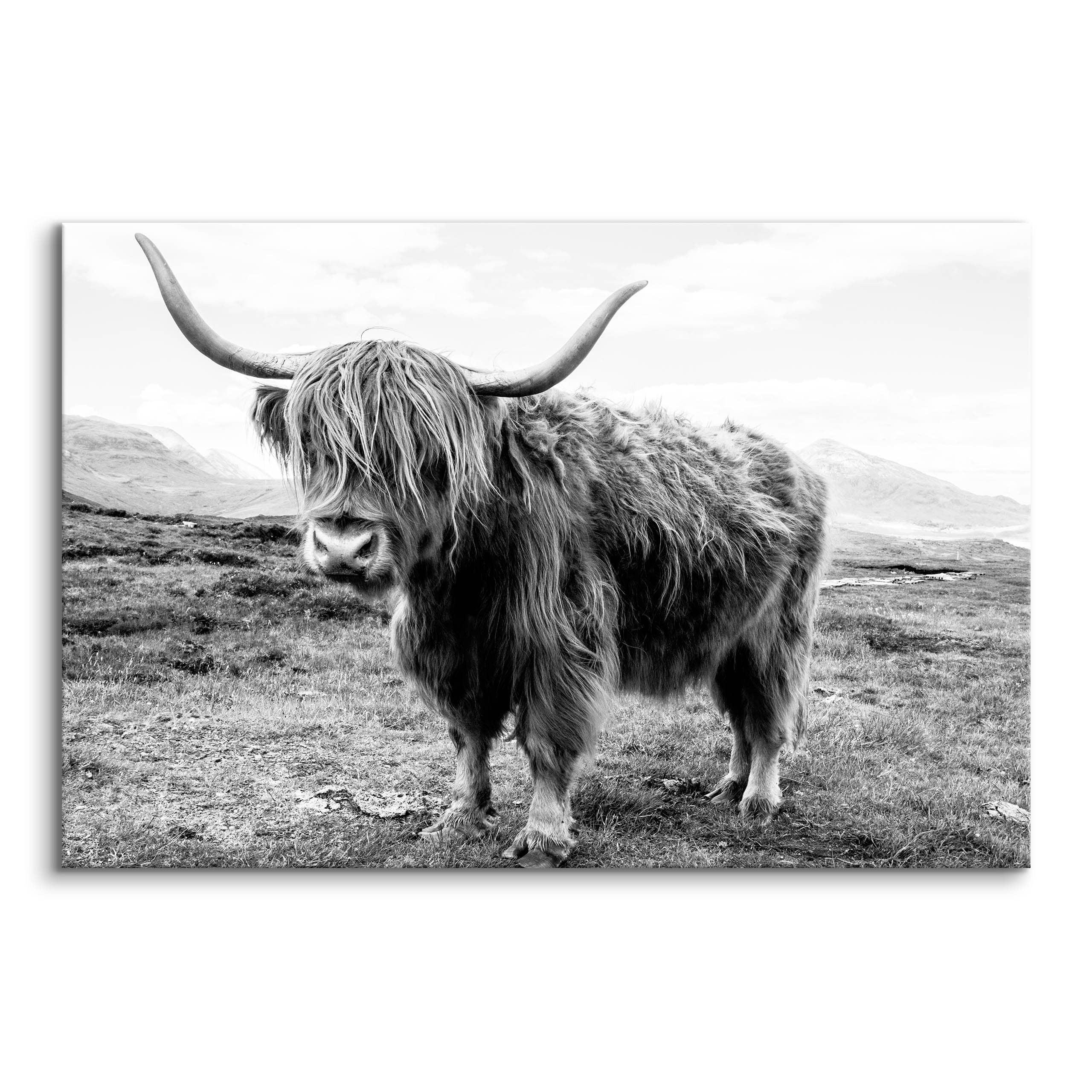 LEINWANDBILD Für Wohnzimmer Schottische Kuh Tier Natur 3D 100/70 cm - Schwarz/Weiß, Textil (100/70cm) - Muralo