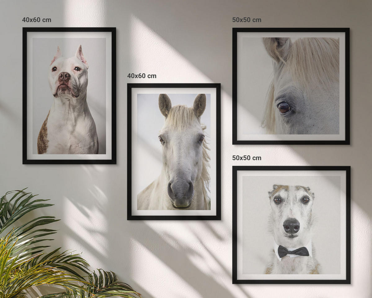 BILDER SET 4er Set - 50x50 cm & 40x60 cm Schwarzer Rahmen - Elegante Porträts von Hunden und Pferden - Schwarz, Kunststoff (50/50cm) - TULUP