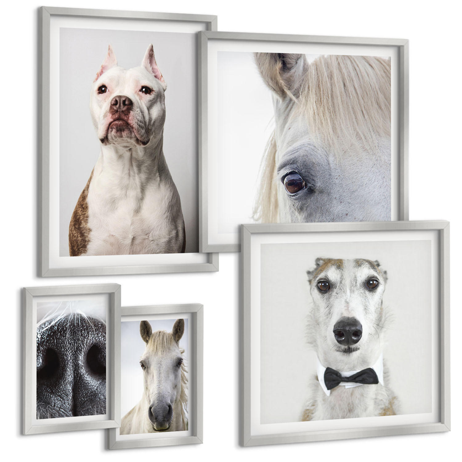 BILDER SET 5er Set - 50x50 cm & 20x30 cm & 40x60 cm Silberner Rahmen - Elegante Porträts von Hunden und Pferden - Silberfarben, Kunststoff (40/60cm) - TULUP