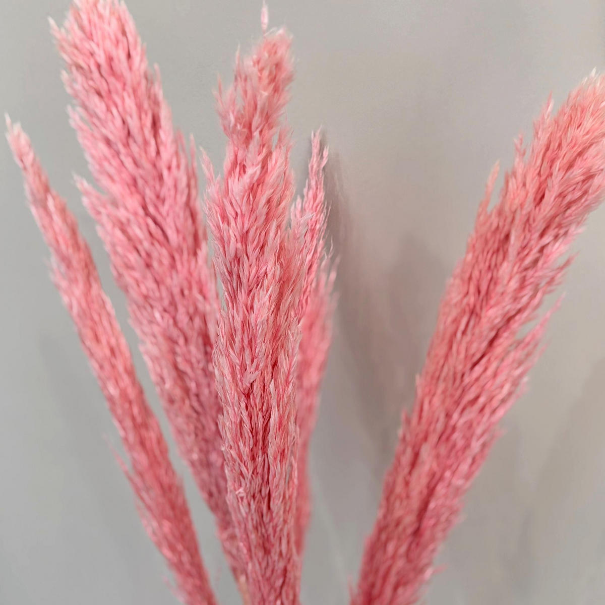 PAMPASGRAS pink - pink / 80 cm - Rosa, Naturmaterialien (80cm) - Lykke & You
