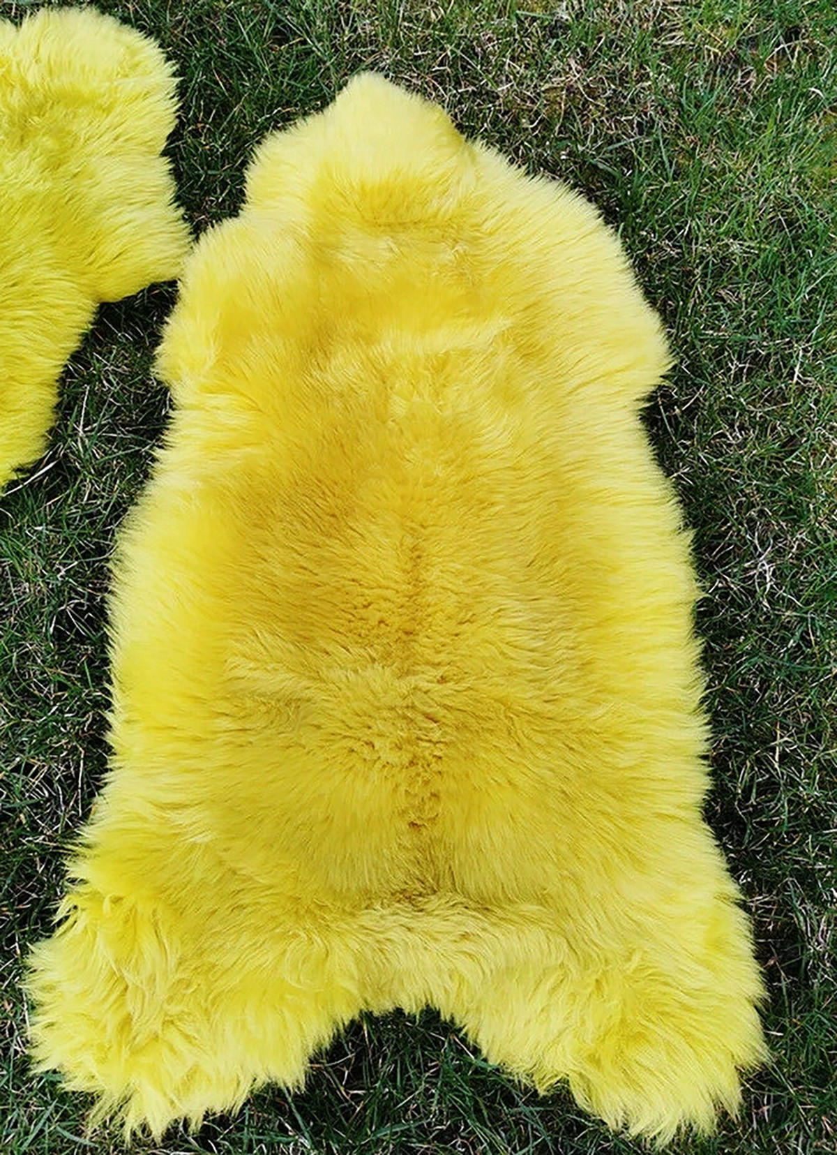 LAMMFELL Öko bunt gefärbt weich Fell Teppich Sonnengelb ca. 90 cm - Gelb, Fell (50/90cm) - Provellus