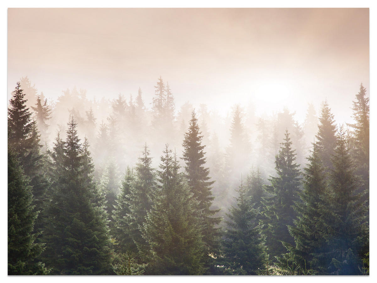 FOTOTAPETE für Wohnzimmer Nadelwald Bäume im Nebel Mystisch 450x315 - Orange/Braun, Papier (450/315cm) - Muralo