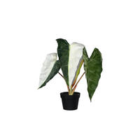 KUNSTPFLANZE Künstliche Alocasia albino - Heino 68 cm - Grün, Kunststoff (68cm) - aplanta