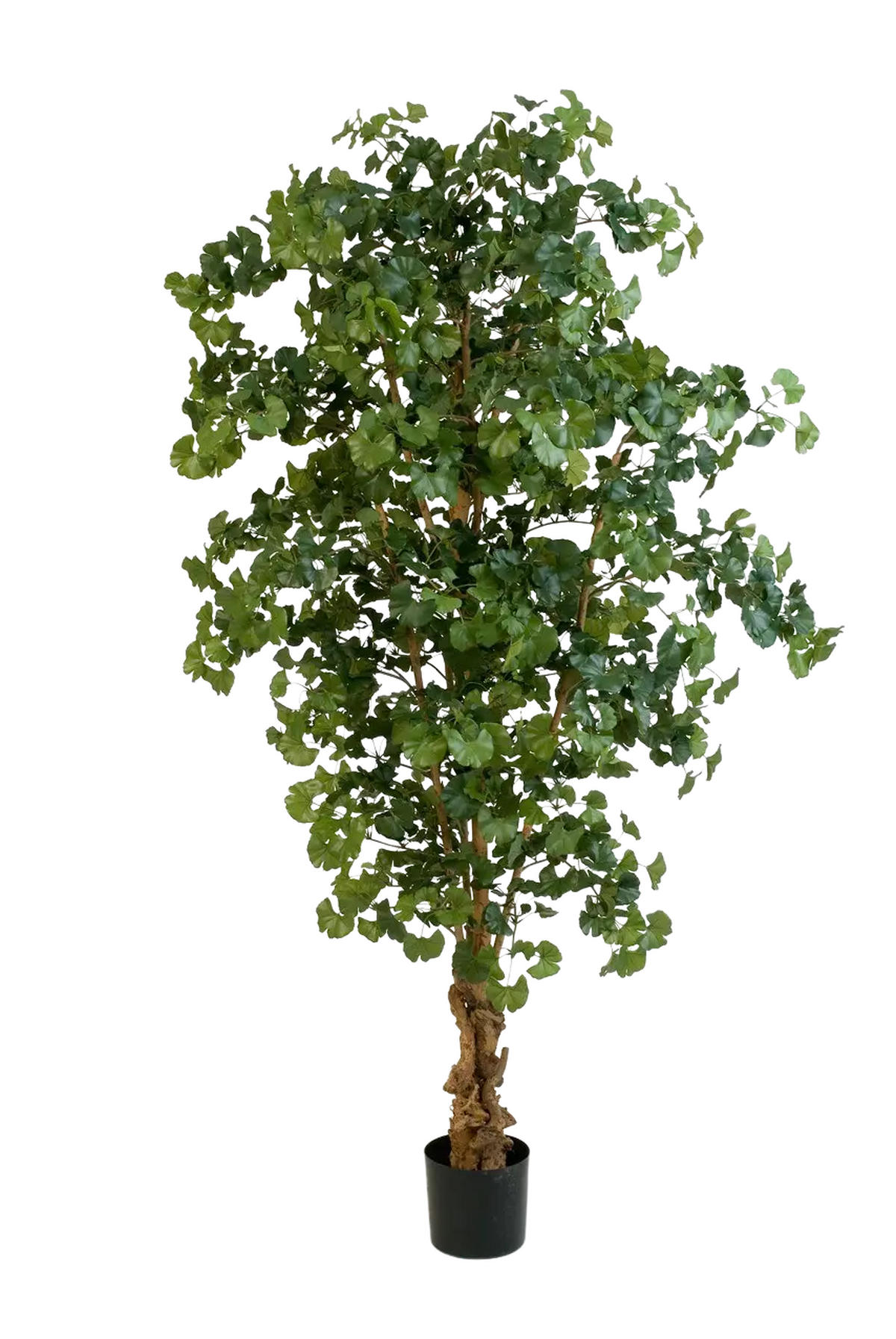 KUNSTBAUM Künstlicher Gingko - Tamino 210 cm - Grün, Kunststoff (210cm) - aplanta