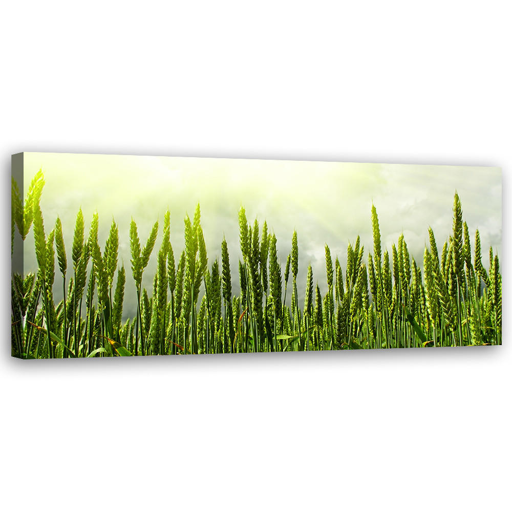 WANDBILD weizenfeld - Grün, Textil (90/30cm) - Feeby