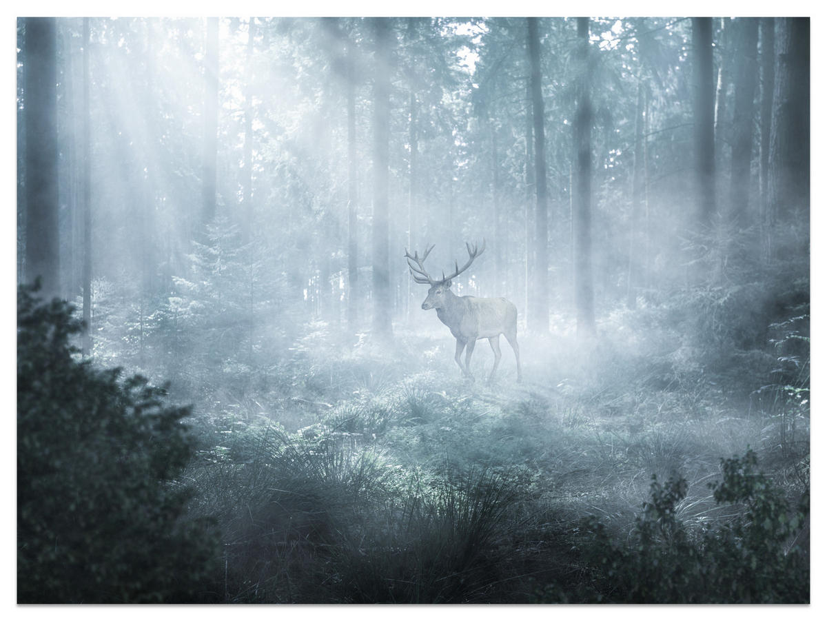 FOTOTAPETE für Wohnzimmer Hirsch Nebelwald Bäume Pflanzen 250x175 - Weiß/Grau, Papier (250/175cm) - Muralo