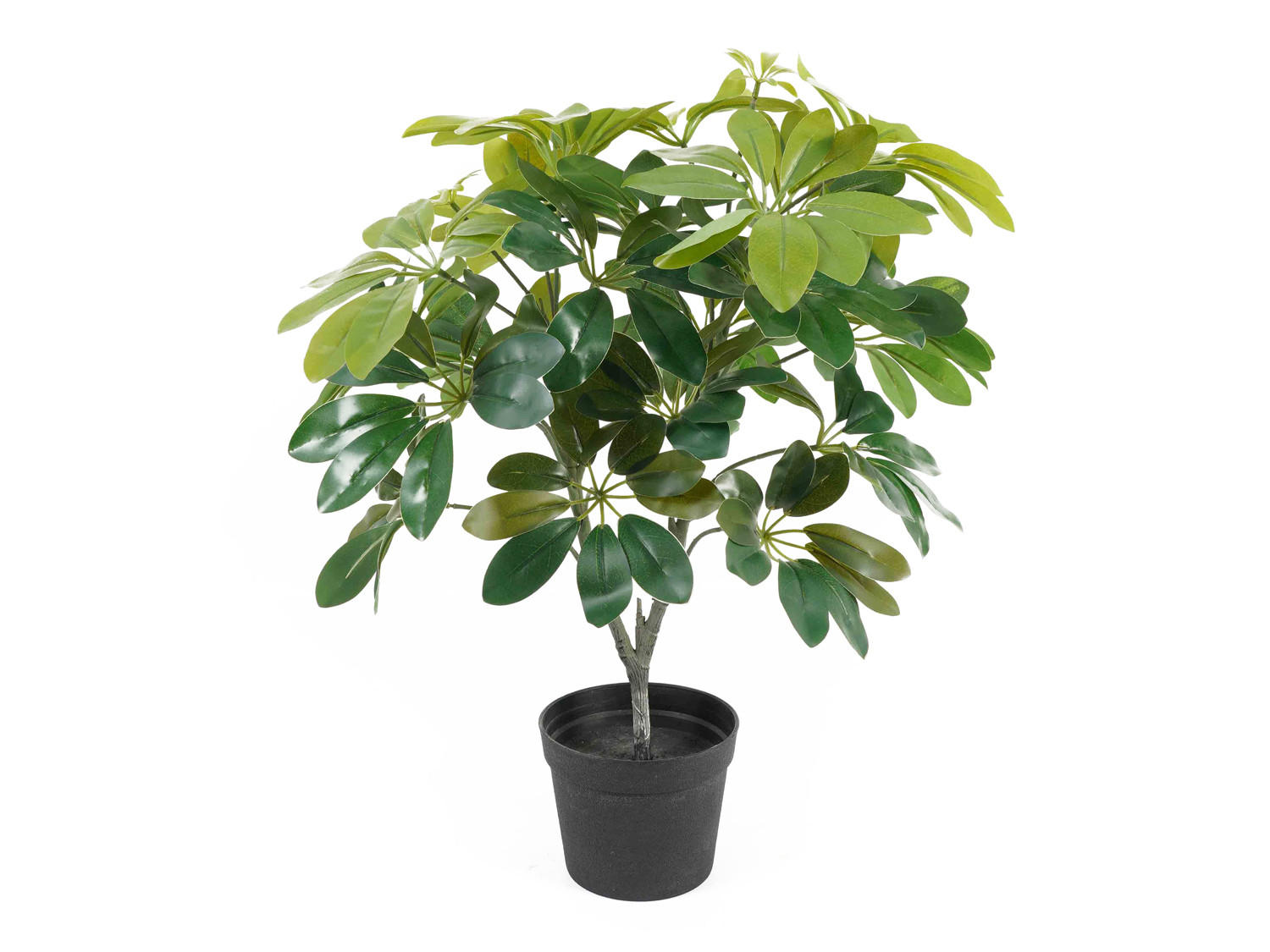 Present Time Trockenblume Grün 48 cm
