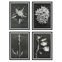 POSTER Set mit 4 von Blättern dunkler Hintergrund Blumen und Pflanzen in Grausteinen A3 Rahmenlos - Klar, Papier (29.7/3cm) - Nacnic