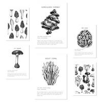 POSTER Set Mit 6 Schwarz Weiße Pilzkomposition A3 & A4 Rahmenlos - Klar, Papier (29/3cm) - Nacnic