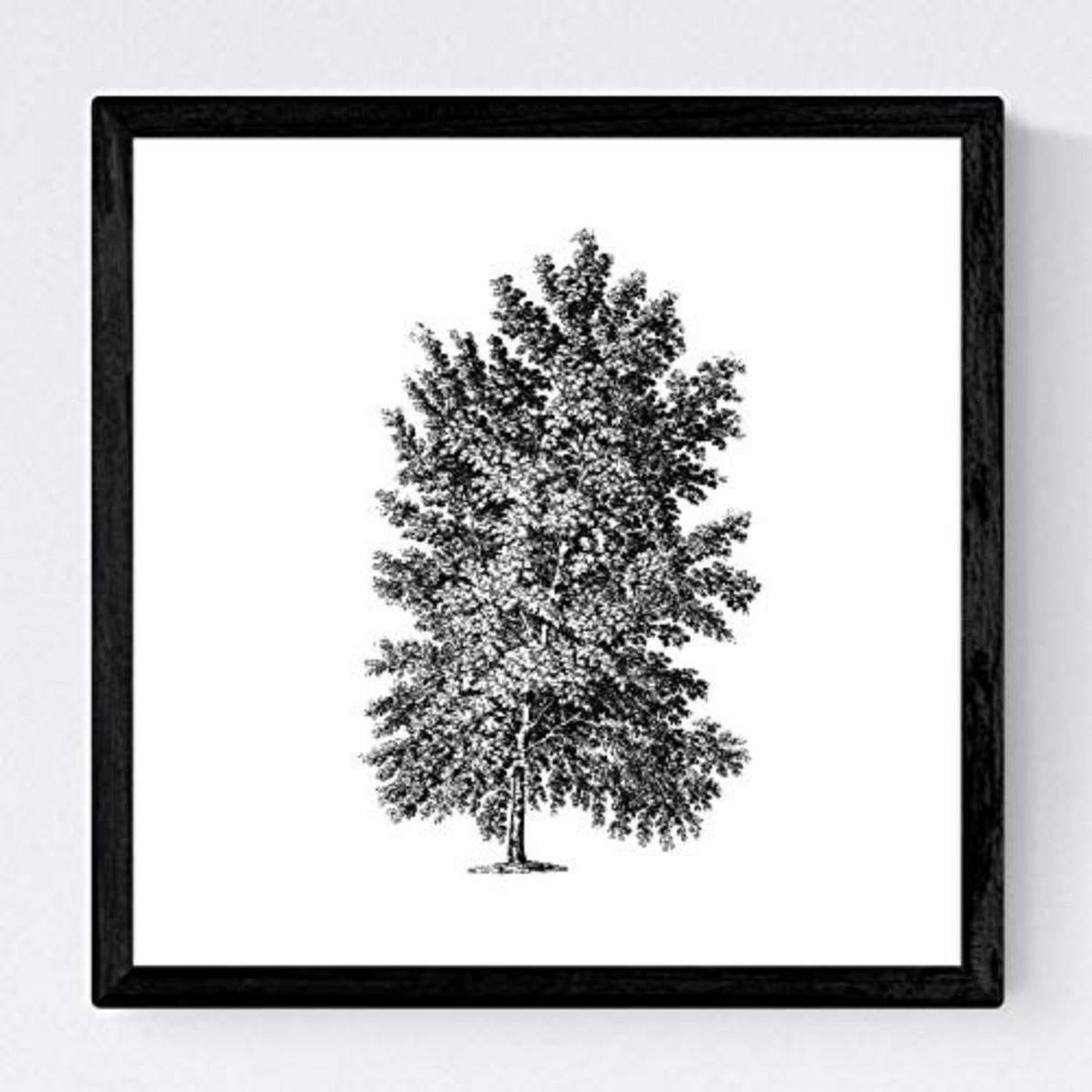 POSTER Set mit 4 Blättern der verschiedene Richtungen weiß Hintergrund 30x30 cm Rahmenlos - Klar, Papier (30/3cm) - Nacnic